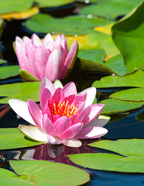 water lilies